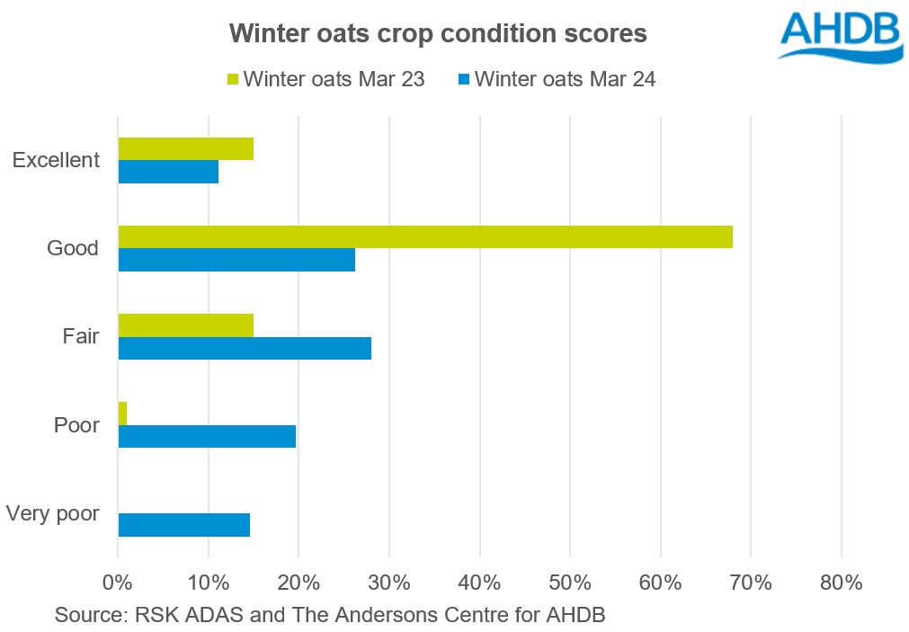 Chart showing winter oat crop condtion scores as of March 2024
